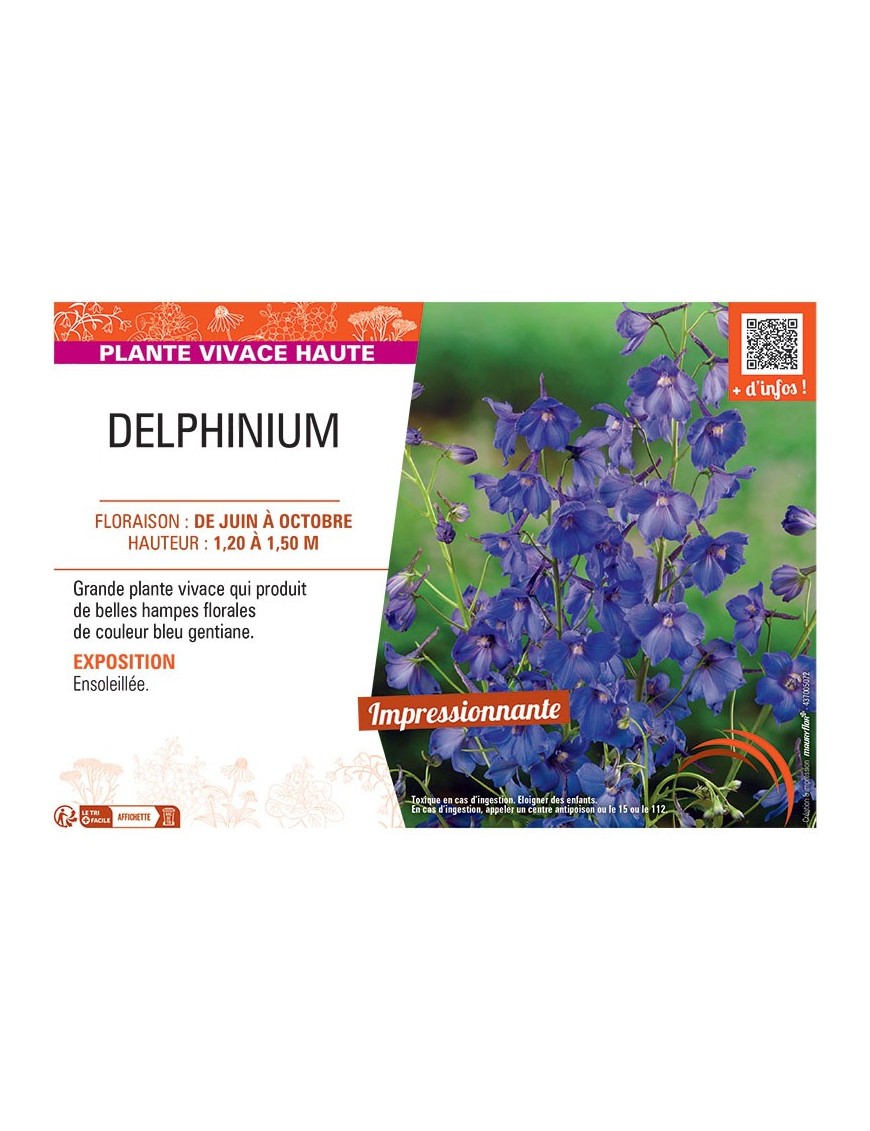 DELPHINIUM (bleu gentiane)