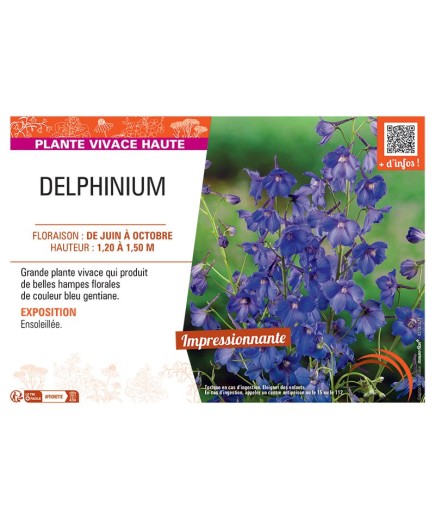 DELPHINIUM (bleu gentiane)