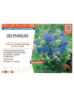 DELPHINIUM (grandiflorum bleu)