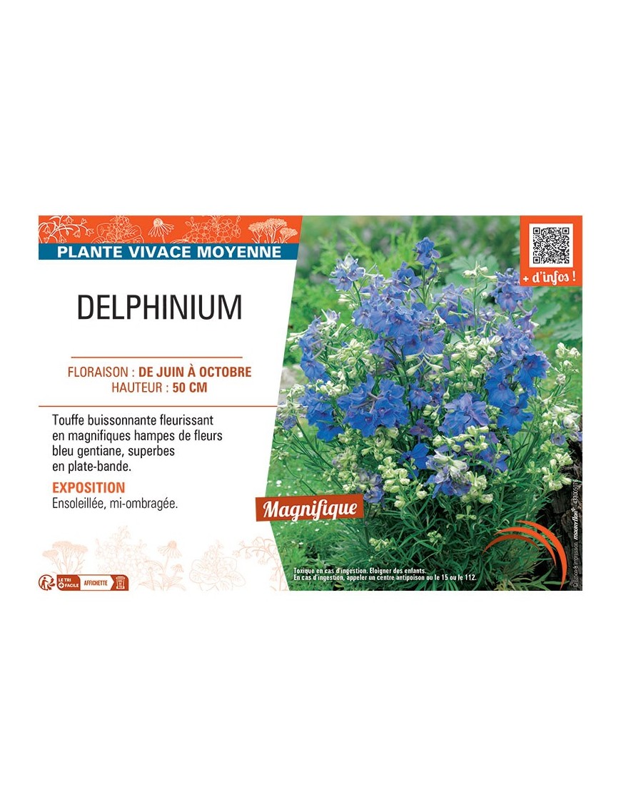 DELPHINIUM (grandiflorum bleu)