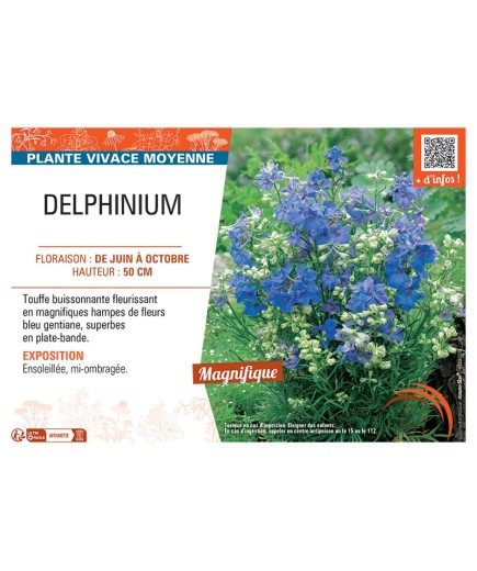 DELPHINIUM (grandiflorum bleu)