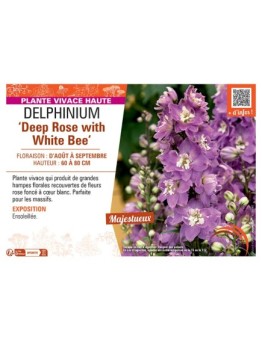 DELPHINIUM DEEP ROSE WITH WHITE BEE