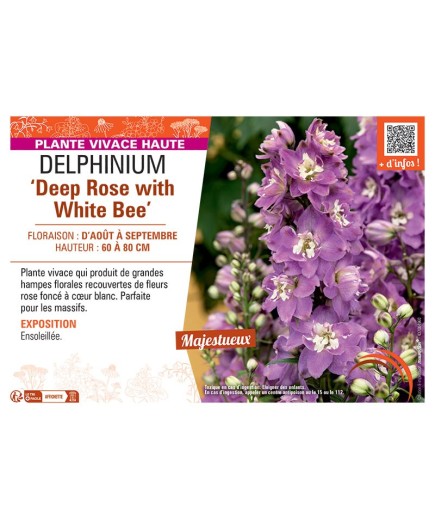 DELPHINIUM DEEP ROSE WITH WHITE BEE