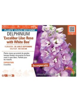 DELPHINIUM EXCALIBUR LILAC ROSE WITH WHITE BEE