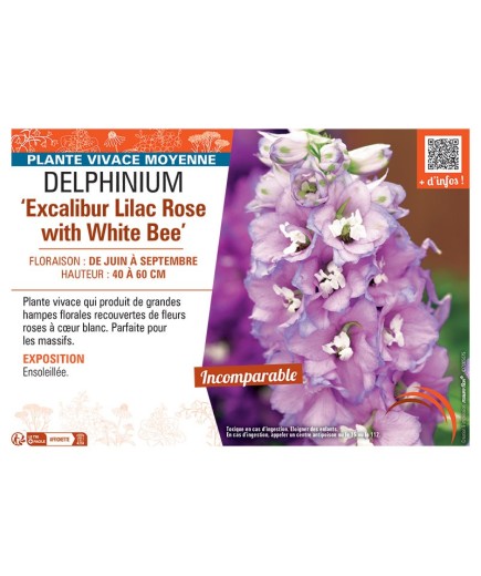 DELPHINIUM EXCALIBUR LILAC ROSE WITH WHITE BEE