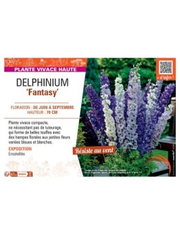 DELPHINIUM FANTASY (bleu et blanc)