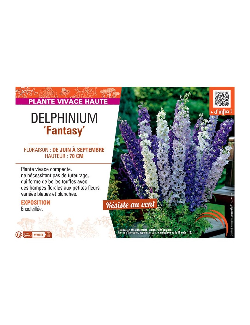 DELPHINIUM FANTASY (bleu et blanc)