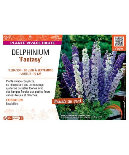 DELPHINIUM FANTASY (bleu et blanc)