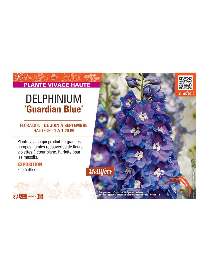 DELPHINIUM GUARDIAN BLUE
