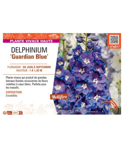 DELPHINIUM GUARDIAN BLUE