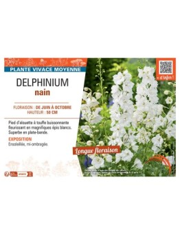 DELPHINIUM NAIN (blanc)
