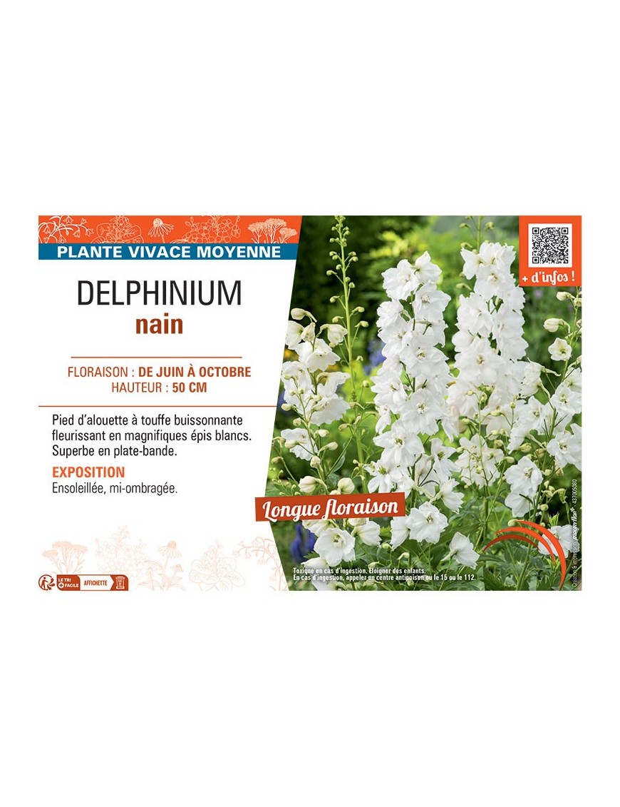 DELPHINIUM NAIN (blanc)