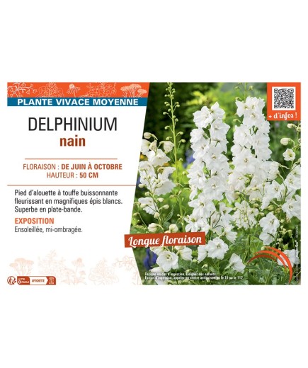 DELPHINIUM NAIN (blanc)