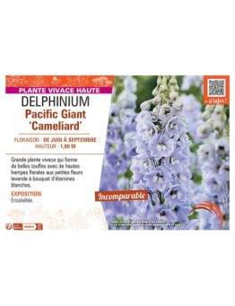 DELPHINIUM PACIFIC GIANT CAMELIARD