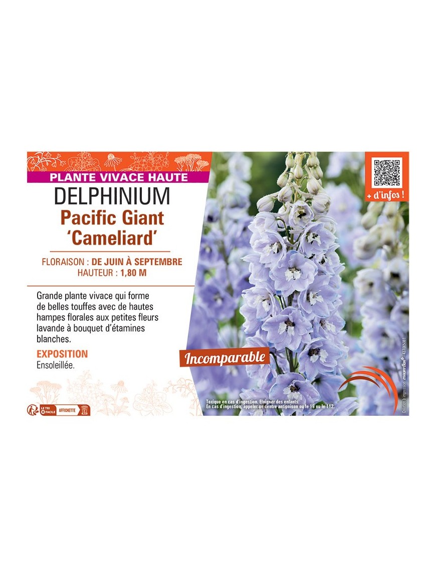 DELPHINIUM PACIFIC GIANT CAMELIARD