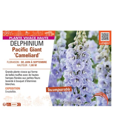 DELPHINIUM PACIFIC GIANT CAMELIARD