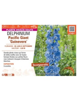 DELPHINIUM PACIFIC GIANT GUINEVERE