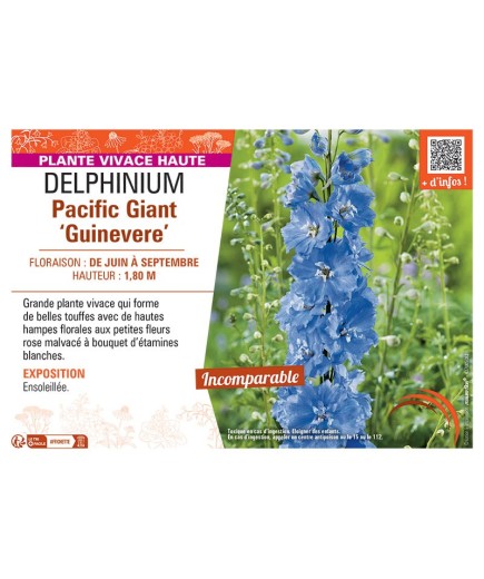DELPHINIUM PACIFIC GIANT GUINEVERE