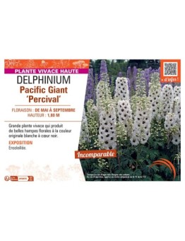 DELPHINIUM PACIFIC GIANT PERCIVAL