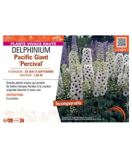 DELPHINIUM PACIFIC GIANT PERCIVAL