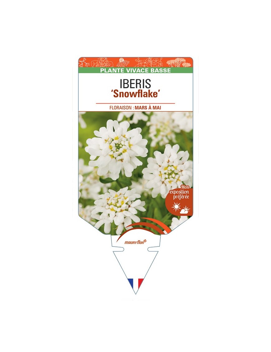 IBERIS (sempervirens) Snowflake