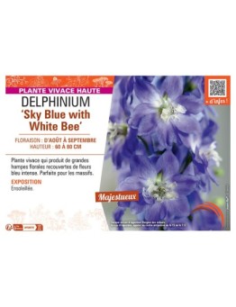 DELPHINIUM SKY BLUE WITH WHITE BEE