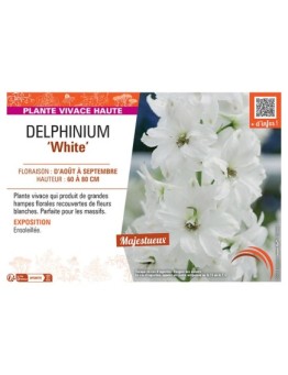 DELPHINIUM WHITE