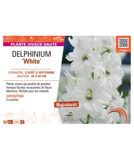 DELPHINIUM WHITE