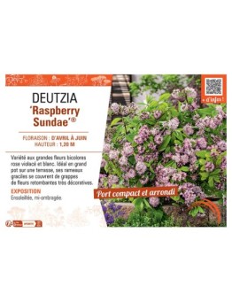 DEUTZIA RASPBERRY SUNDAE®