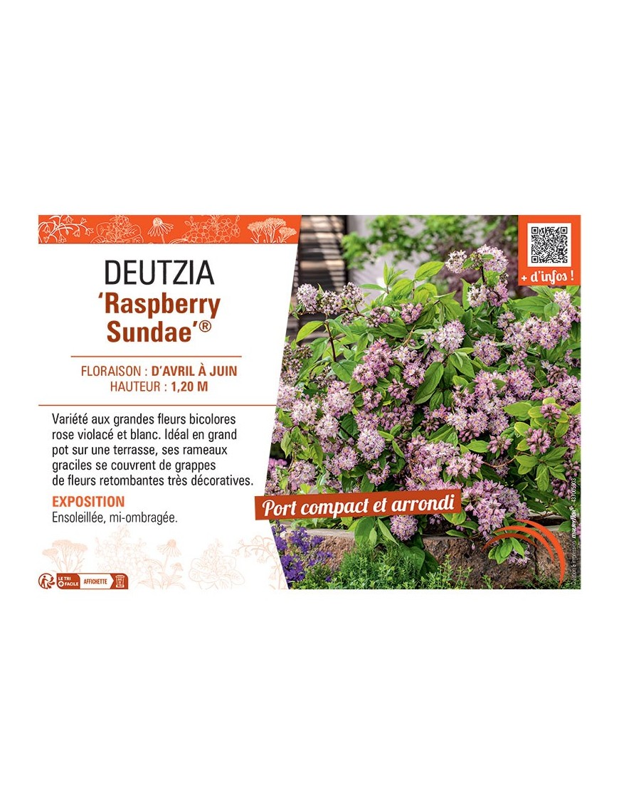 DEUTZIA RASPBERRY SUNDAE®
