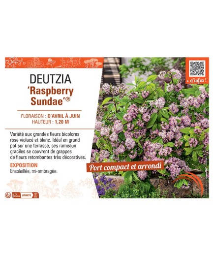 DEUTZIA RASPBERRY SUNDAE®