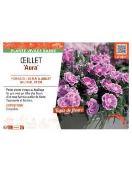 Dianthus caryophyllus Aura voir Œillet