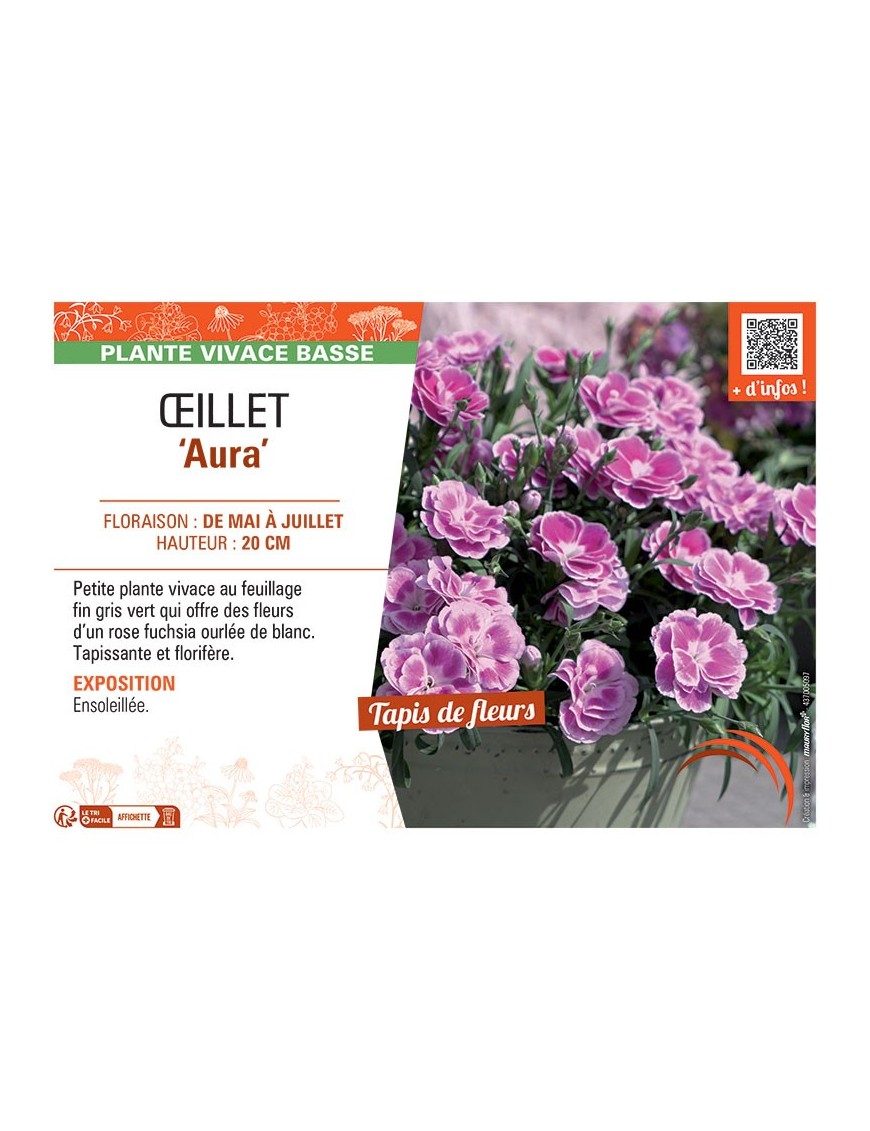 Dianthus caryophyllus Aura voir Œillet