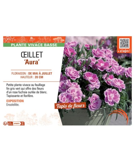 Dianthus caryophyllus Aura voir Œillet