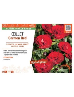 Dianthus caryophyllus Carmen Red voir Œillet