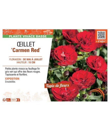 Dianthus caryophyllus Carmen Red voir Œillet