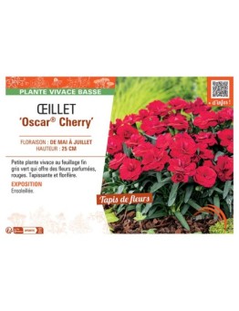 Dianthus caryophyllus Oscar® Cherry voir Œillet