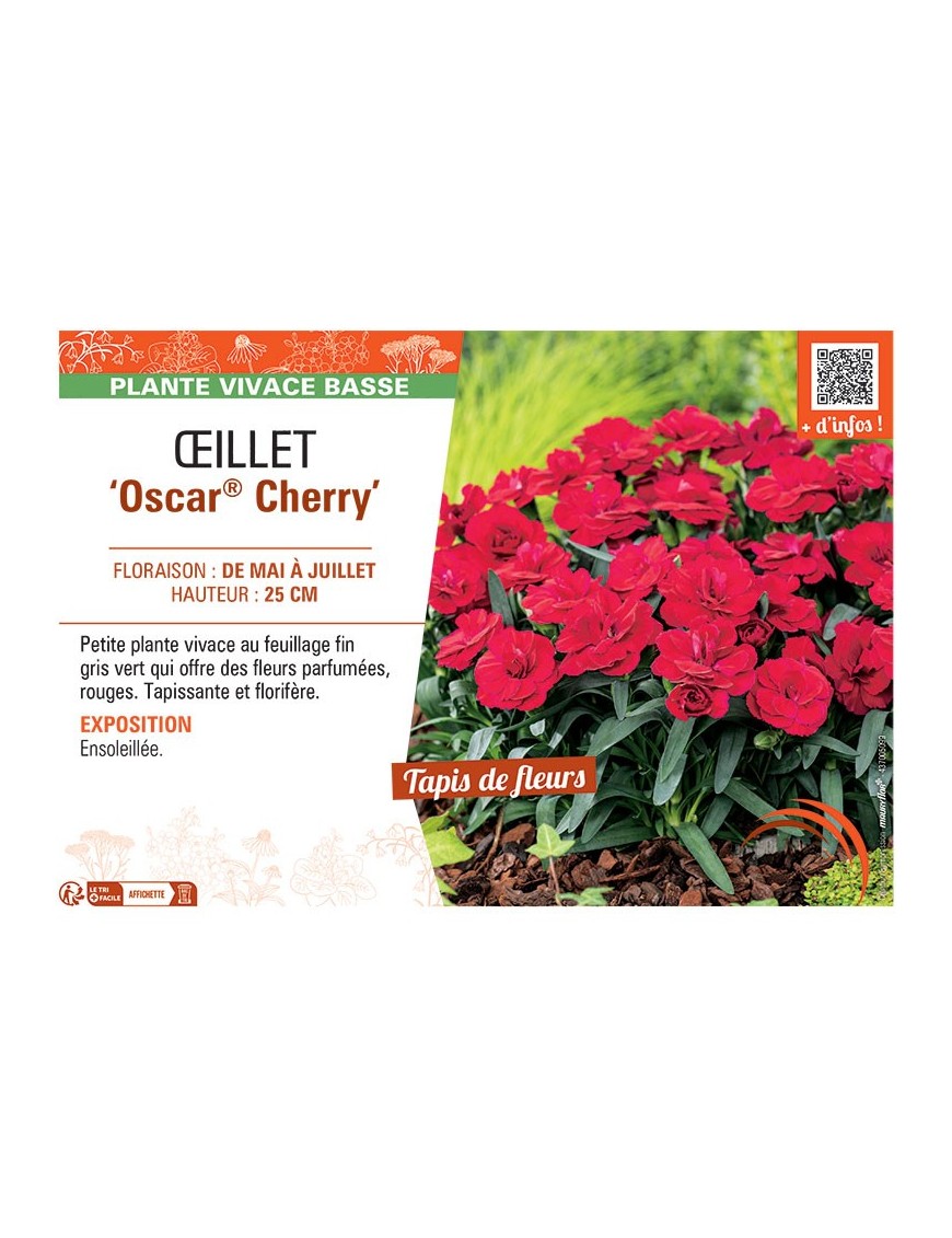 Dianthus caryophyllus Oscar® Cherry voir Œillet