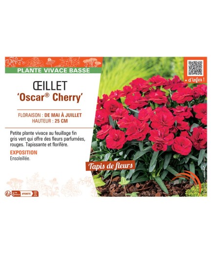 Dianthus caryophyllus Oscar® Cherry voir Œillet