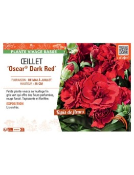Dianthus caryophyllus Oscar® Dark Red voir Œillet