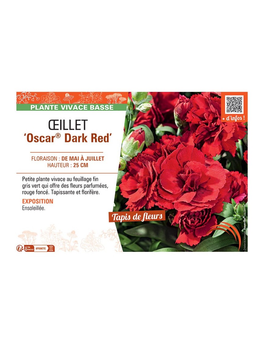 Dianthus caryophyllus Oscar® Dark Red voir Œillet