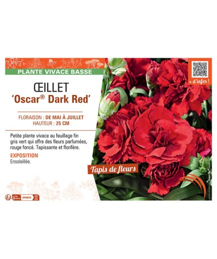 Dianthus caryophyllus Oscar® Dark Red voir Œillet
