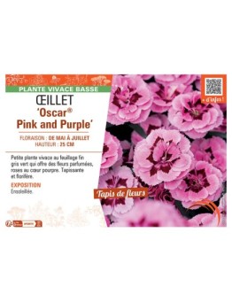 Dianthus caryophyllus Oscar® Pink and Purple voir Œillet
