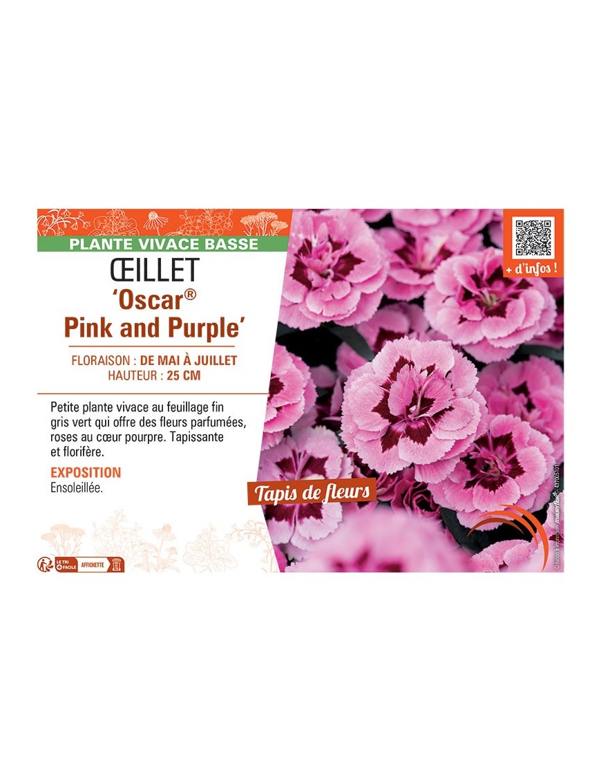 Dianthus caryophyllus Oscar® Pink and Purple voir Œillet