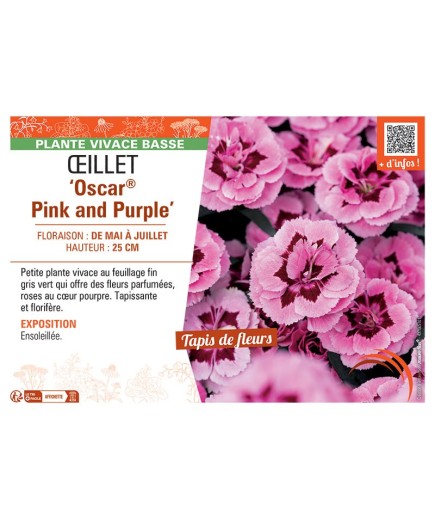 Dianthus caryophyllus Oscar® Pink and Purple voir Œillet