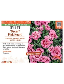 Dianthus caryophyllus Oscar® Pink Heart voir Œillet