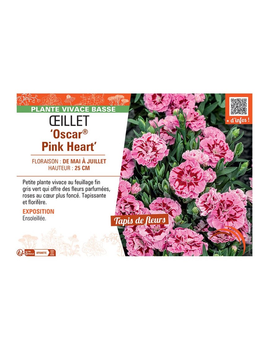 Dianthus caryophyllus Oscar® Pink Heart voir Œillet