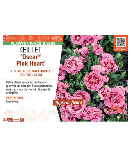 Dianthus caryophyllus Oscar® Pink Heart voir Œillet