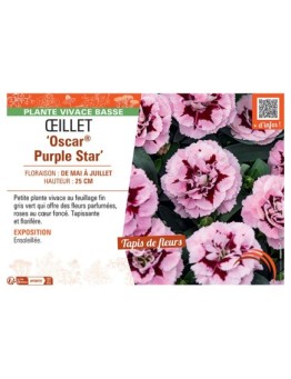 Dianthus caryophyllus Oscar® Purple Star voir Œillet