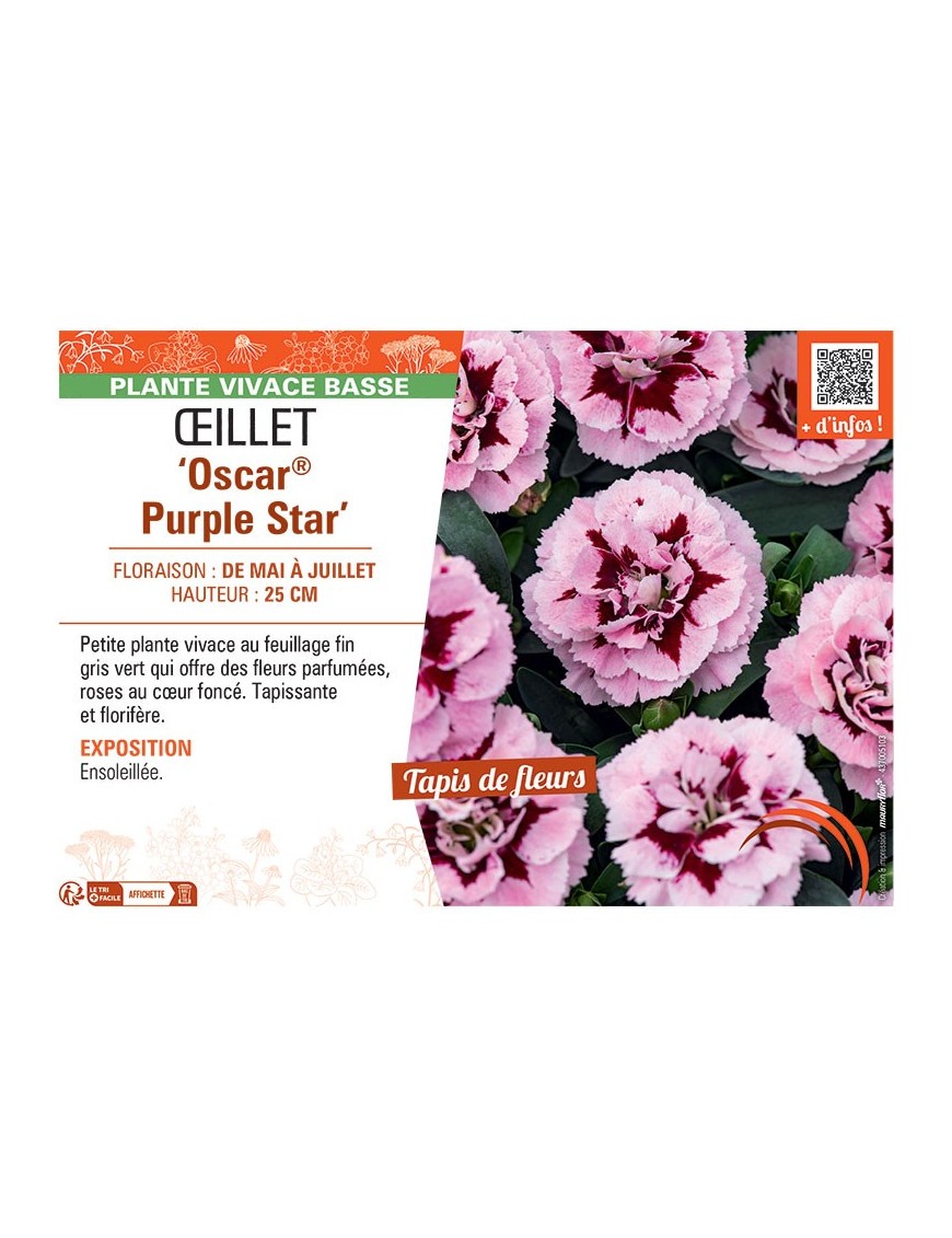 Dianthus caryophyllus Oscar® Purple Star voir Œillet